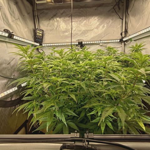 Blueberry Muffin  #3 growlog timeline photo
