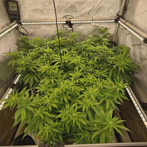 Blueberry Muffin  #3 growlog timeline photo