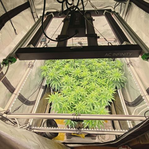 Blueberry Muffin  #3 growlog timeline photo
