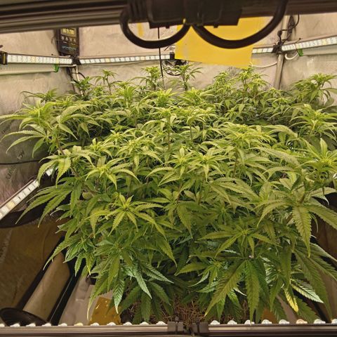 Blueberry Muffin  #3 growlog timeline photo
