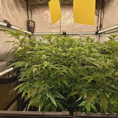 Blueberry Muffin  #3 growlog timeline photo