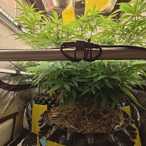 Blueberry Muffin  #3 growlog timeline photo