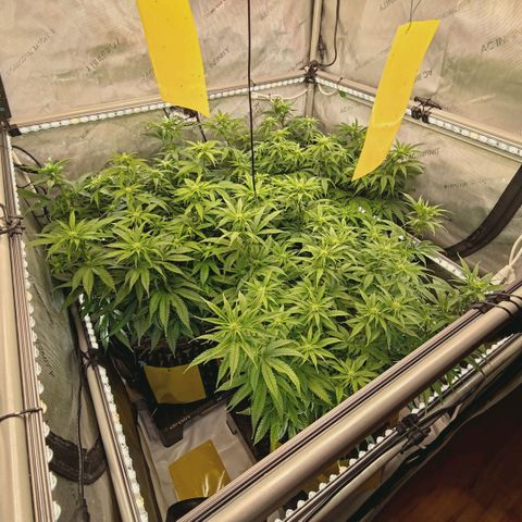Blueberry Muffin  #3 growlog timeline photo