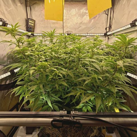 Blueberry Muffin  #3 growlog timeline photo