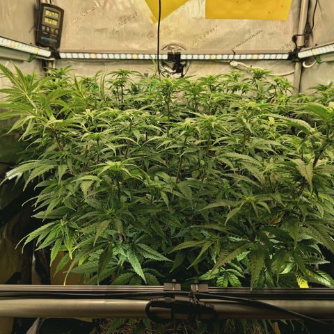Blueberry Muffin  #3 growlog timeline photo