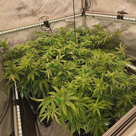 Blueberry Muffin  #3 growlog timeline photo