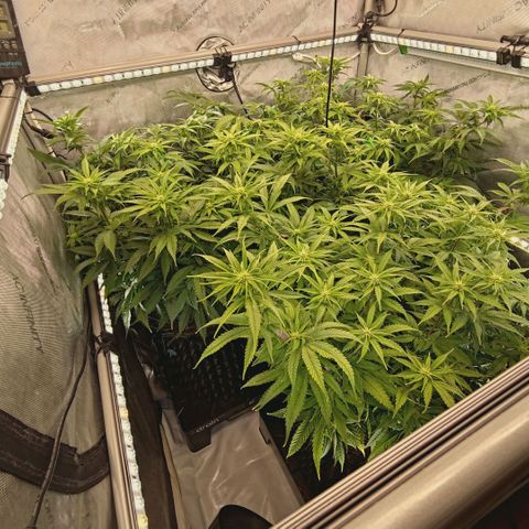 Blueberry Muffin  #3 growlog timeline photo