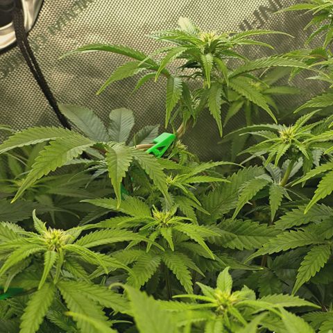 Blueberry Muffin  #3 growlog timeline photo