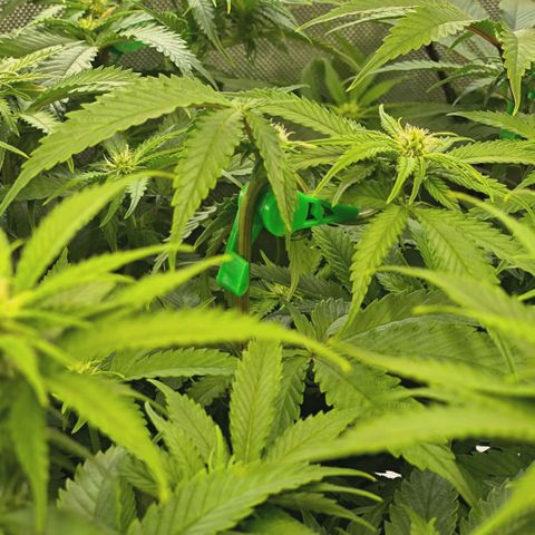 Blueberry Muffin  #3 growlog timeline photo