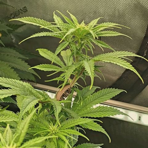 Blueberry Muffin  #3 growlog timeline photo