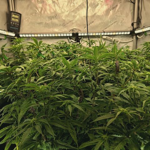 Blueberry Muffin  #3 growlog timeline photo