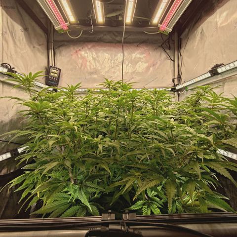 Blueberry Muffin  #3 growlog timeline photo