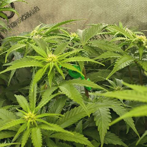 Blueberry Muffin  #3 growlog timeline photo