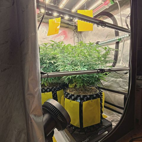 Blueberry Muffin  #3 growlog timeline photo