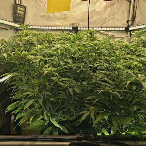 Blueberry Muffin  #3 growlog timeline photo