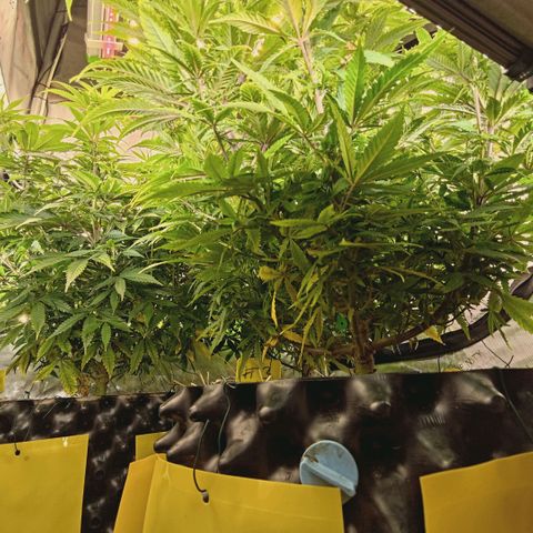Blueberry Muffin  #3 growlog timeline photo