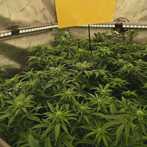Blueberry Muffin  #3 growlog timeline photo
