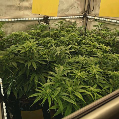 Blueberry Muffin  #3 growlog timeline photo