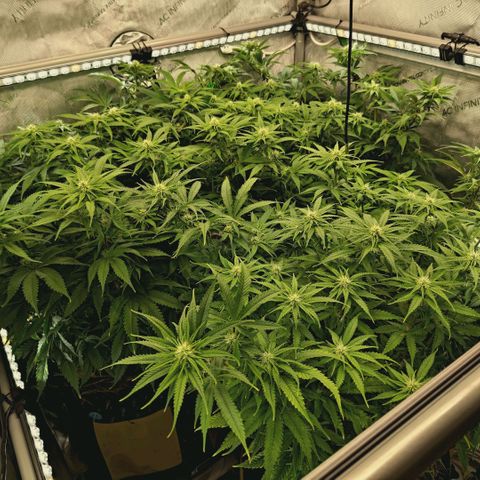 Blueberry Muffin  #3 growlog timeline photo