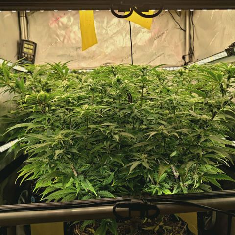 Blueberry Muffin  #3 growlog timeline photo