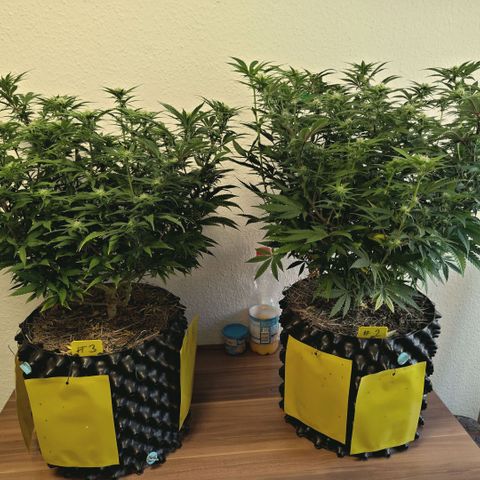 Blueberry Muffin  #3 growlog timeline photo