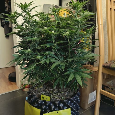 Blueberry Muffin  #3 growlog timeline photo