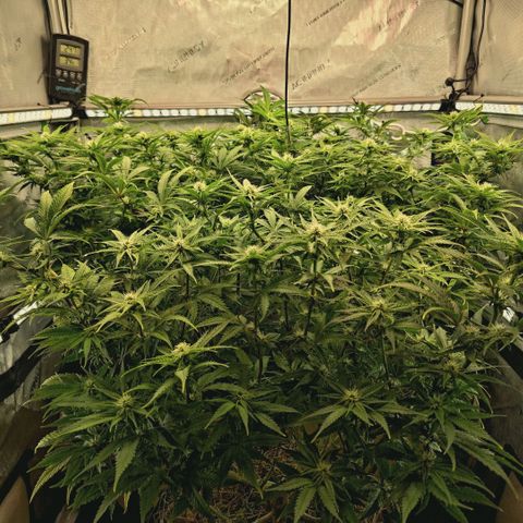 Blueberry Muffin  #3 growlog timeline photo