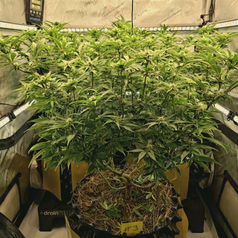 Blueberry Muffin  #3 growlog timeline photo