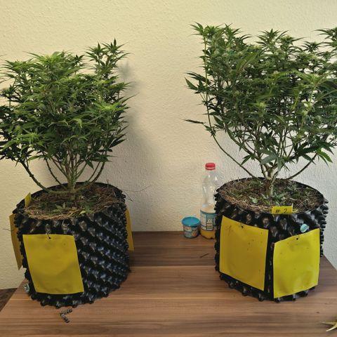 Blueberry Muffin  #3 growlog timeline photo