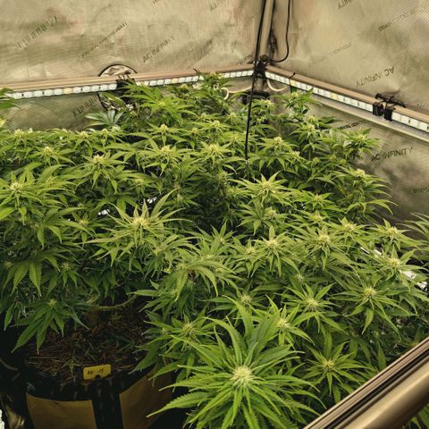 Blueberry Muffin  #3 growlog timeline photo
