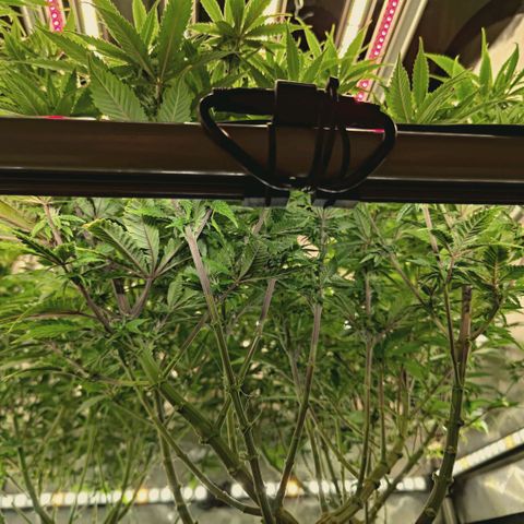 Blueberry Muffin  #3 growlog timeline photo