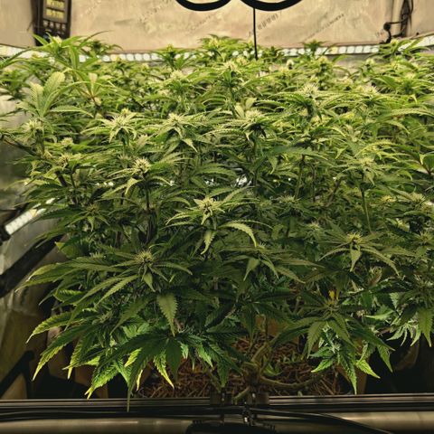 Blueberry Muffin  #3 growlog timeline photo
