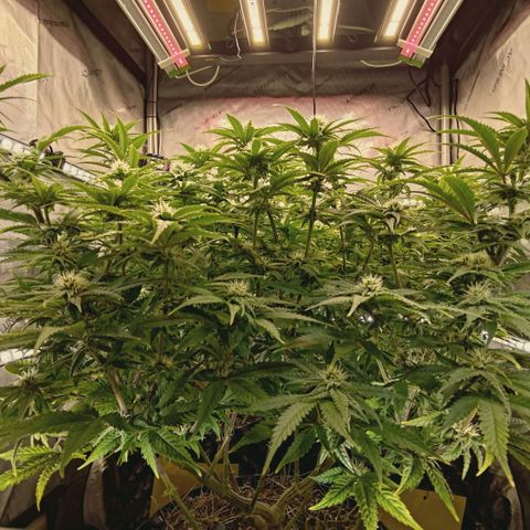Blueberry Muffin  #3 growlog timeline photo