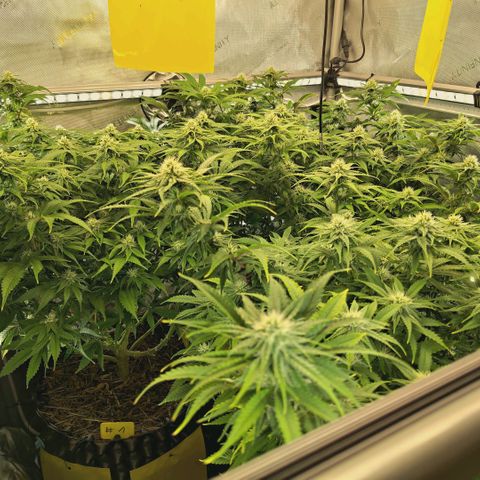 Blueberry Muffin  #3 growlog timeline photo