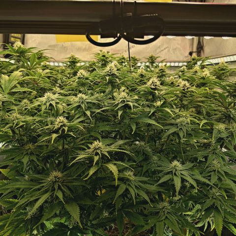 Blueberry Muffin  #3 growlog timeline photo