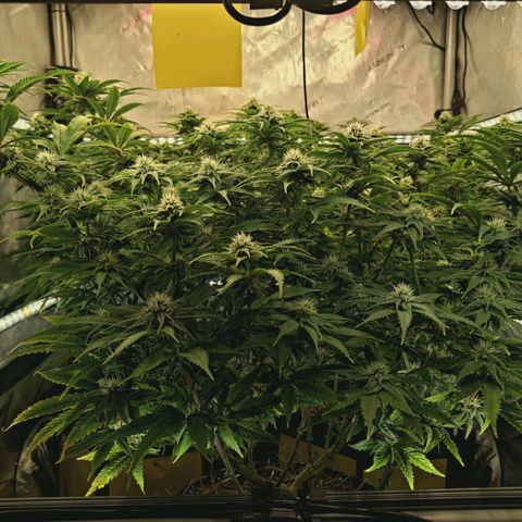 Blueberry Muffin  #3 growlog timeline photo