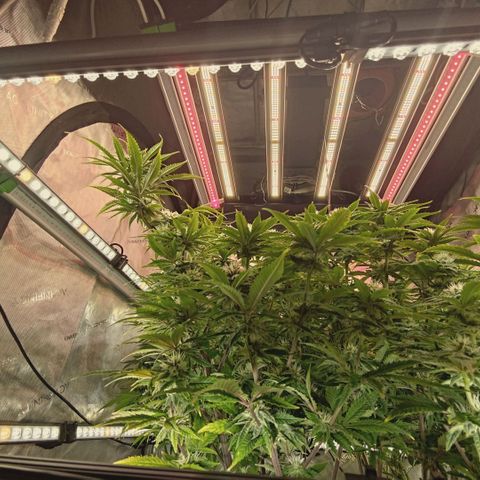 Blueberry Muffin  #3 growlog timeline photo