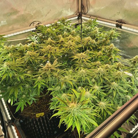 Blueberry Muffin  #3 growlog timeline photo