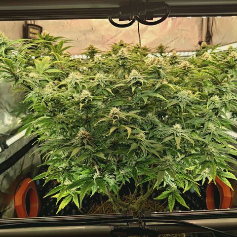 Blueberry Muffin  #3 growlog timeline photo
