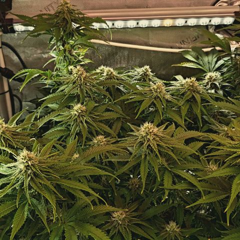Blueberry Muffin  #3 growlog timeline photo
