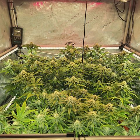 Blueberry Muffin  #3 growlog timeline photo