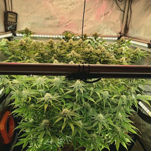 Blueberry Muffin  #3 growlog timeline photo