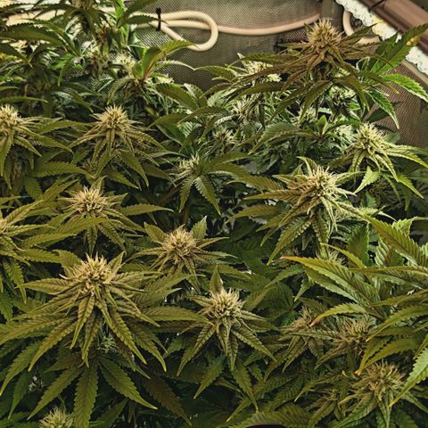 Blueberry Muffin  #3 growlog timeline photo