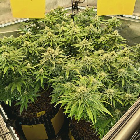 Blueberry Muffin  #3 growlog timeline photo