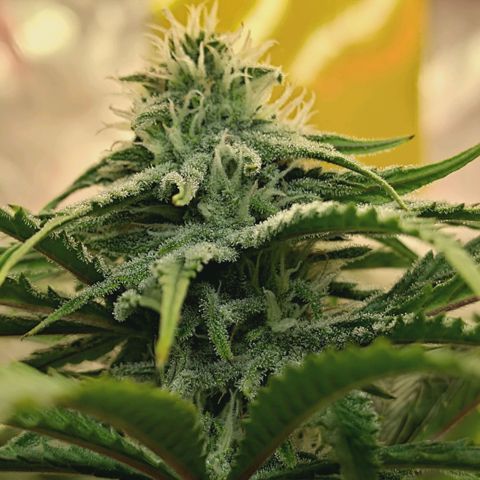 Blueberry Muffin  #3 growlog timeline photo