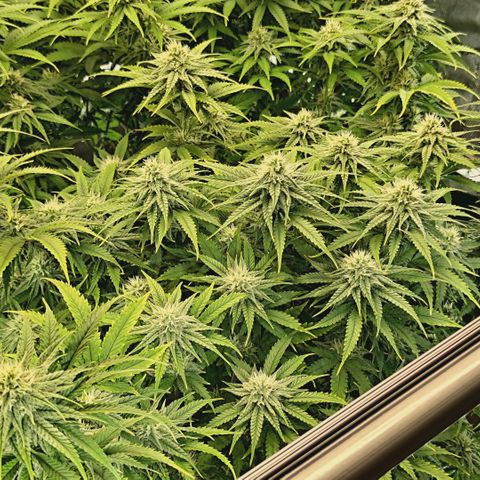 Blueberry Muffin  #3 growlog timeline photo
