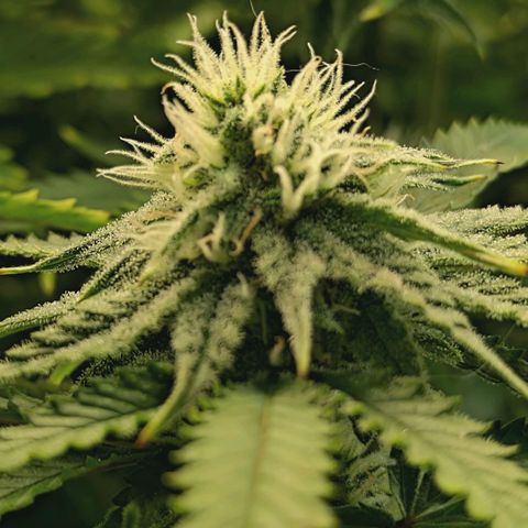 Blueberry Muffin  #3 growlog timeline photo