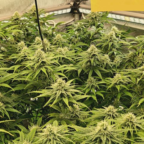 Blueberry Muffin  #3 growlog timeline photo