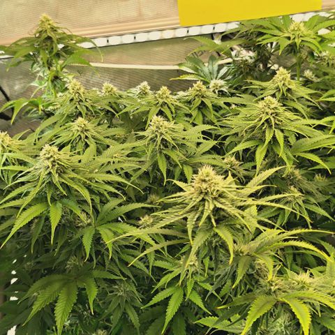 Blueberry Muffin  #3 growlog timeline photo
