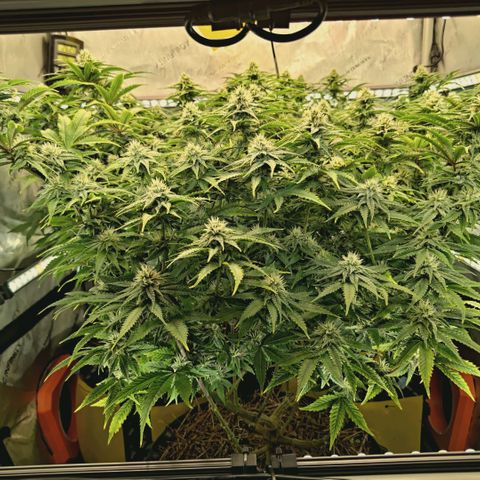 Blueberry Muffin  #3 growlog timeline photo